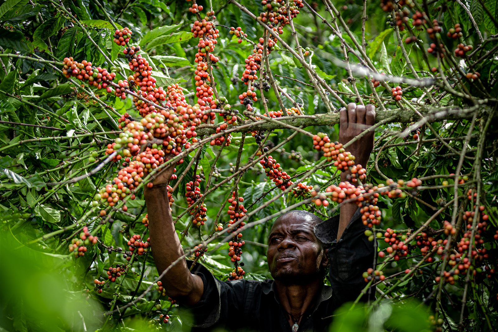 A Ugandan farmer reaching into the canopy of a coffee tree heavy with cherries