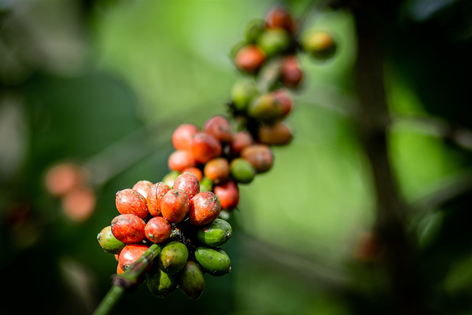 A cluster of ripening red coffee cherries on the branch