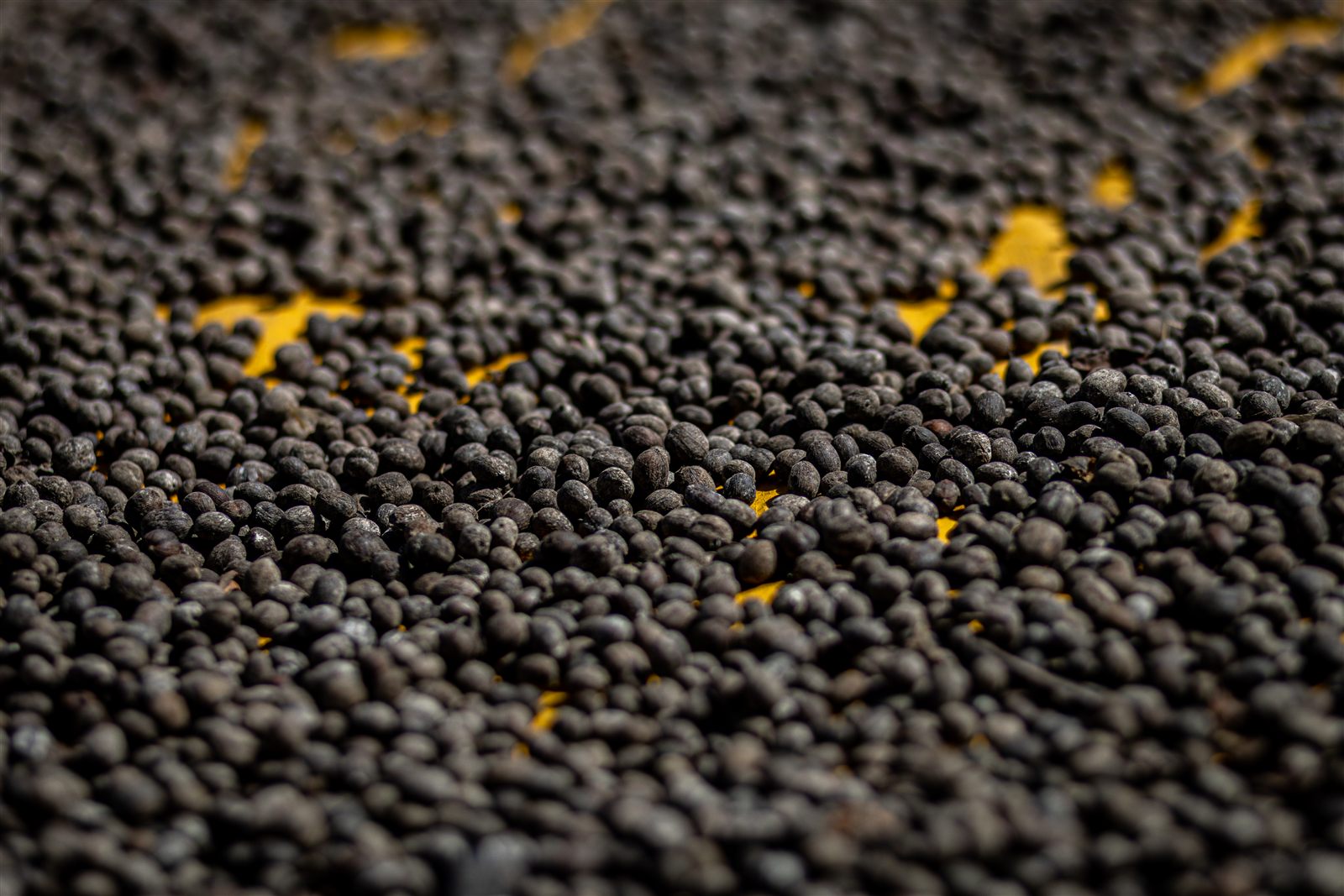 Sun dried natural coffee spread out after drying