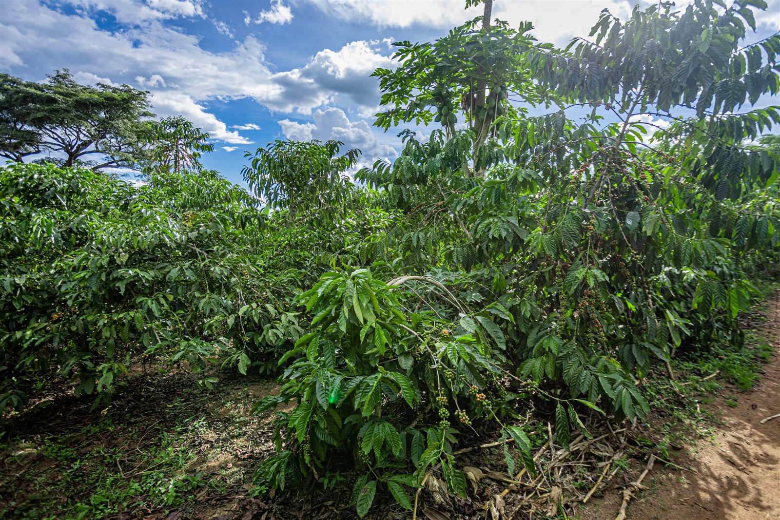 A coffee garden in Uganda under a bright sky