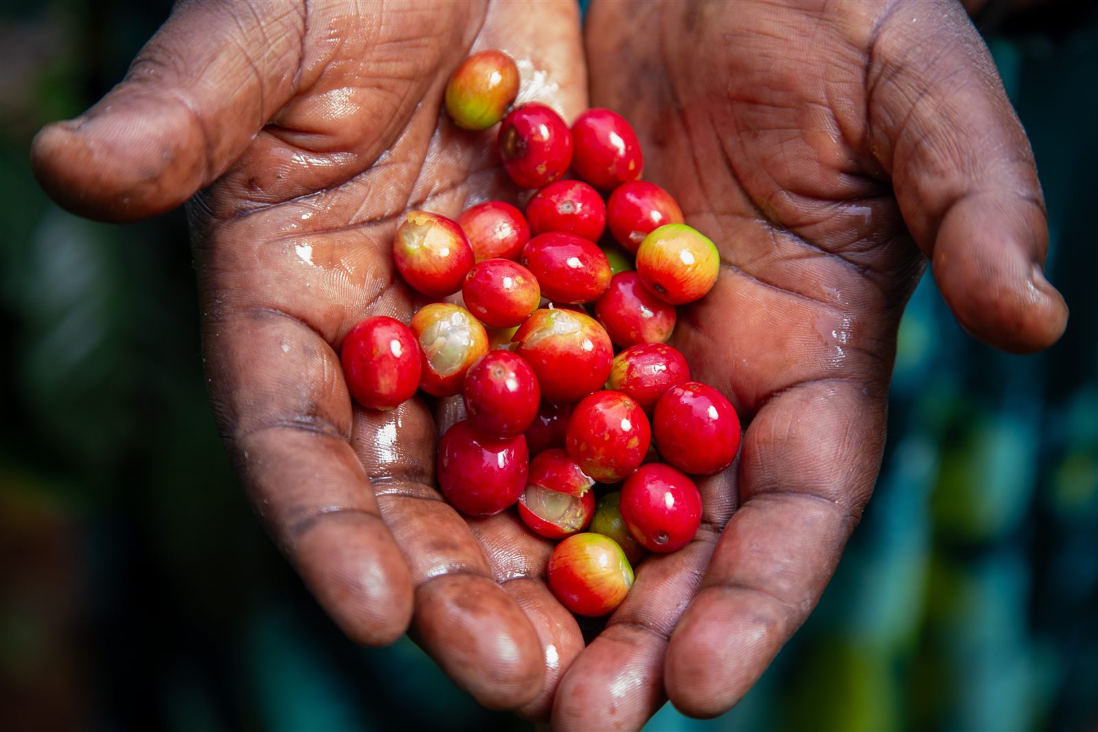 A farmer's cupped hands holding freshly picked coffee cherries