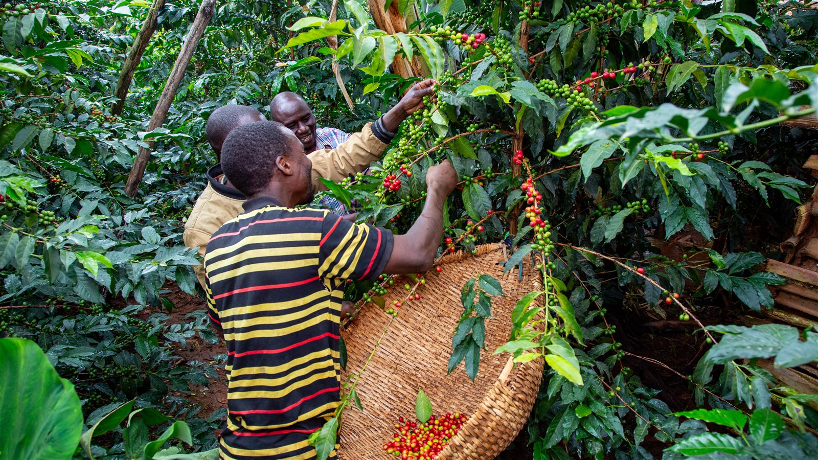 Ugandan farmers gathering ripe red coffee cherries into a woven basket