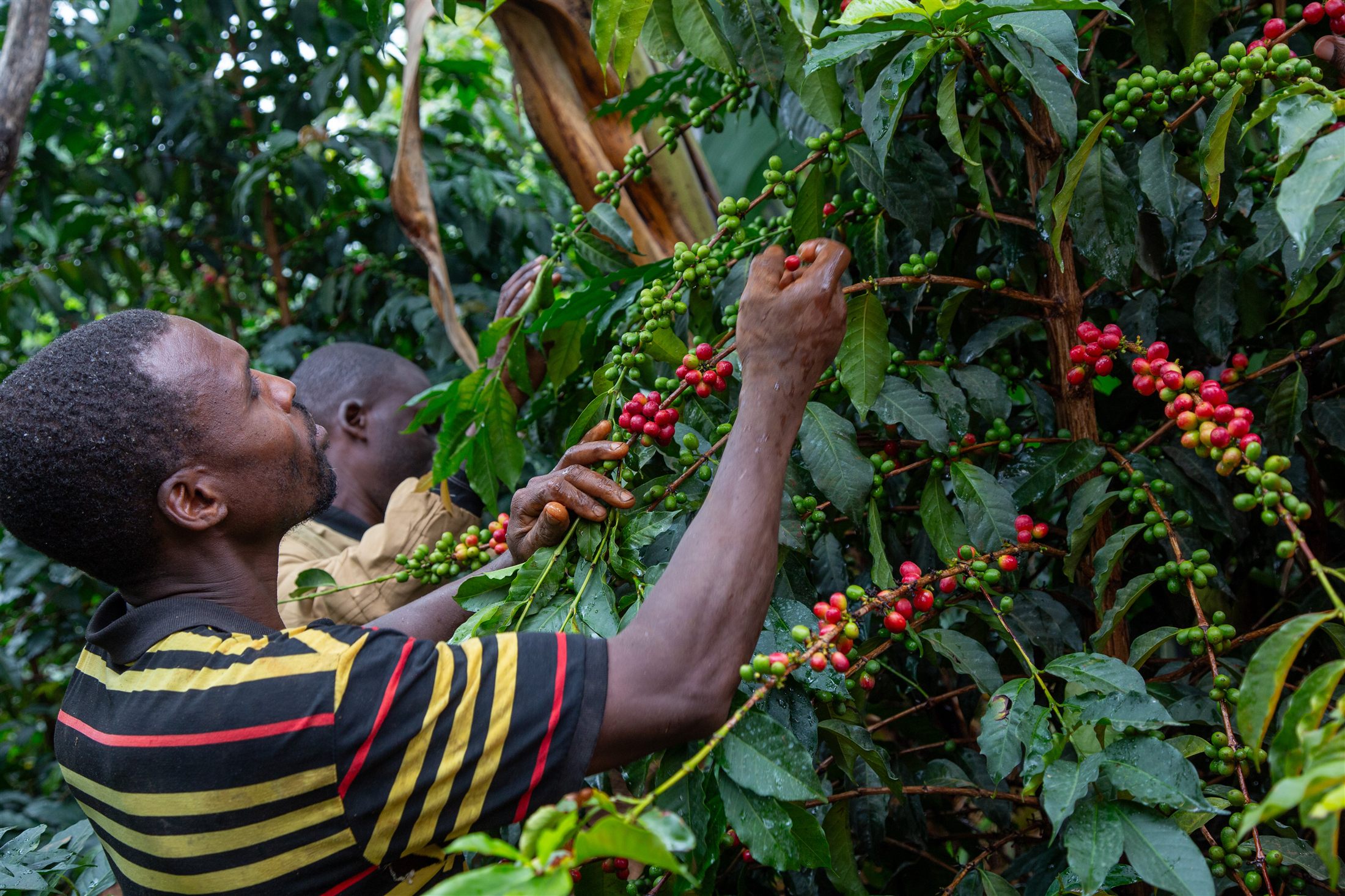 Ugandan farmers harvesting ripe red coffee cherries